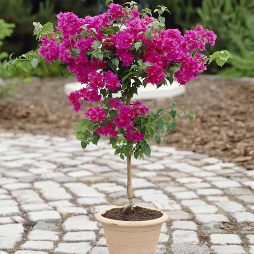 Floare de Hartie Bougainvillea Sanderiana Copacel, Bougainvillea Sanderiana, flori violet, planta exotica decorativa, inflorire abundenta