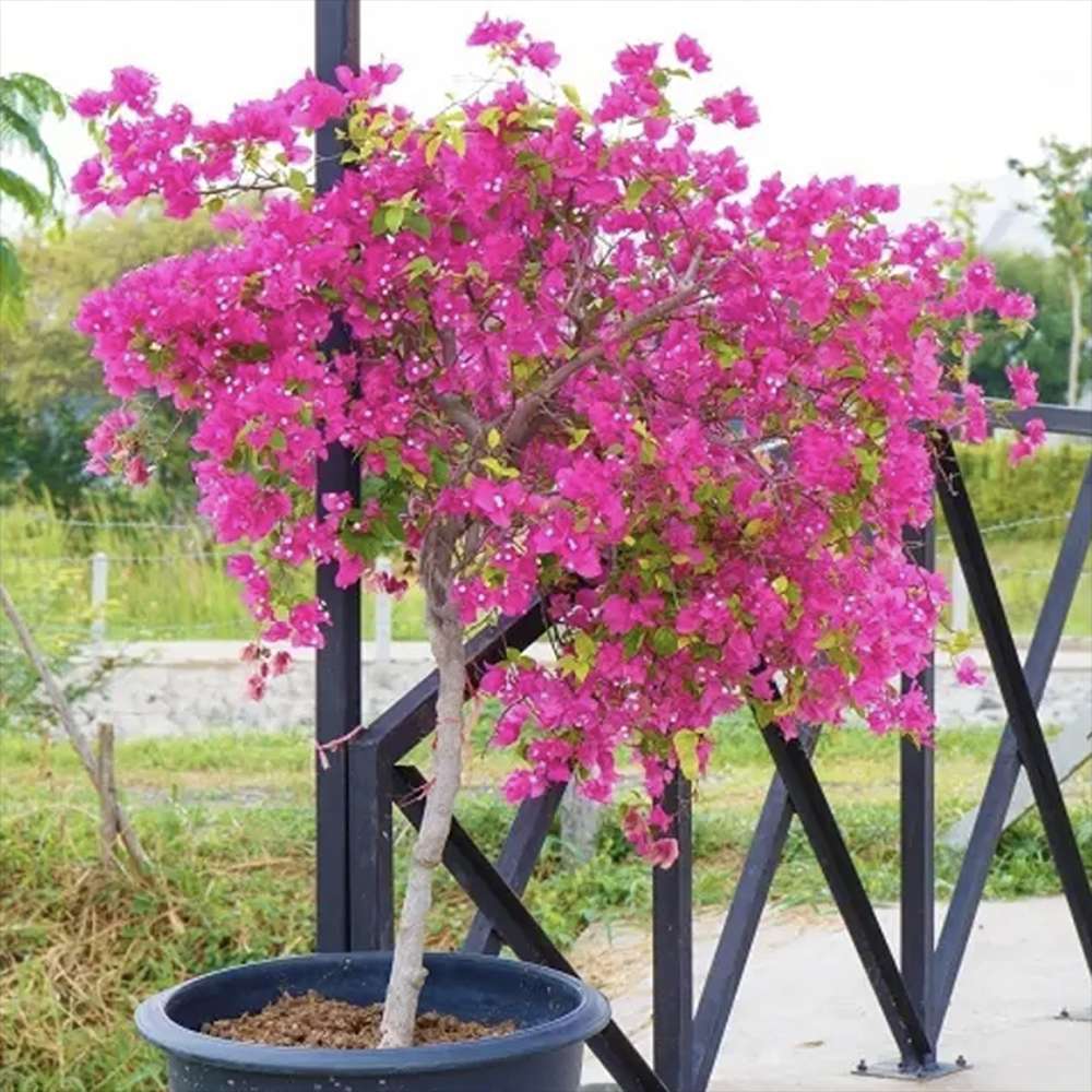 Floare de Hartie Bougainvillea Sanderiana Copacel, Bougainvillea Sanderiana, flori violet, planta exotica decorativa, inflorire abundenta