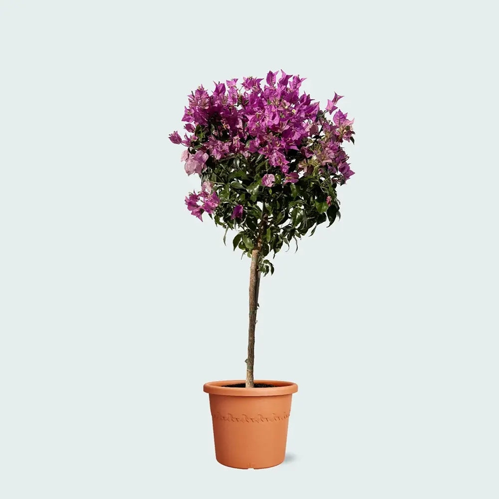 Floare de Hartie Bougainvillea Sanderiana Copacel, Bougainvillea Sanderiana, flori violet, planta exotica decorativa, inflorire abundenta