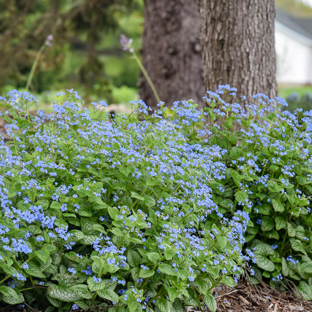 Floare de Nu-Ma-Uita Siberiana Brunnera Jack Frost, flori albastre de primavara, frunze argintii, semiumbra, borduri, ghivece, planta perena pentru gradina