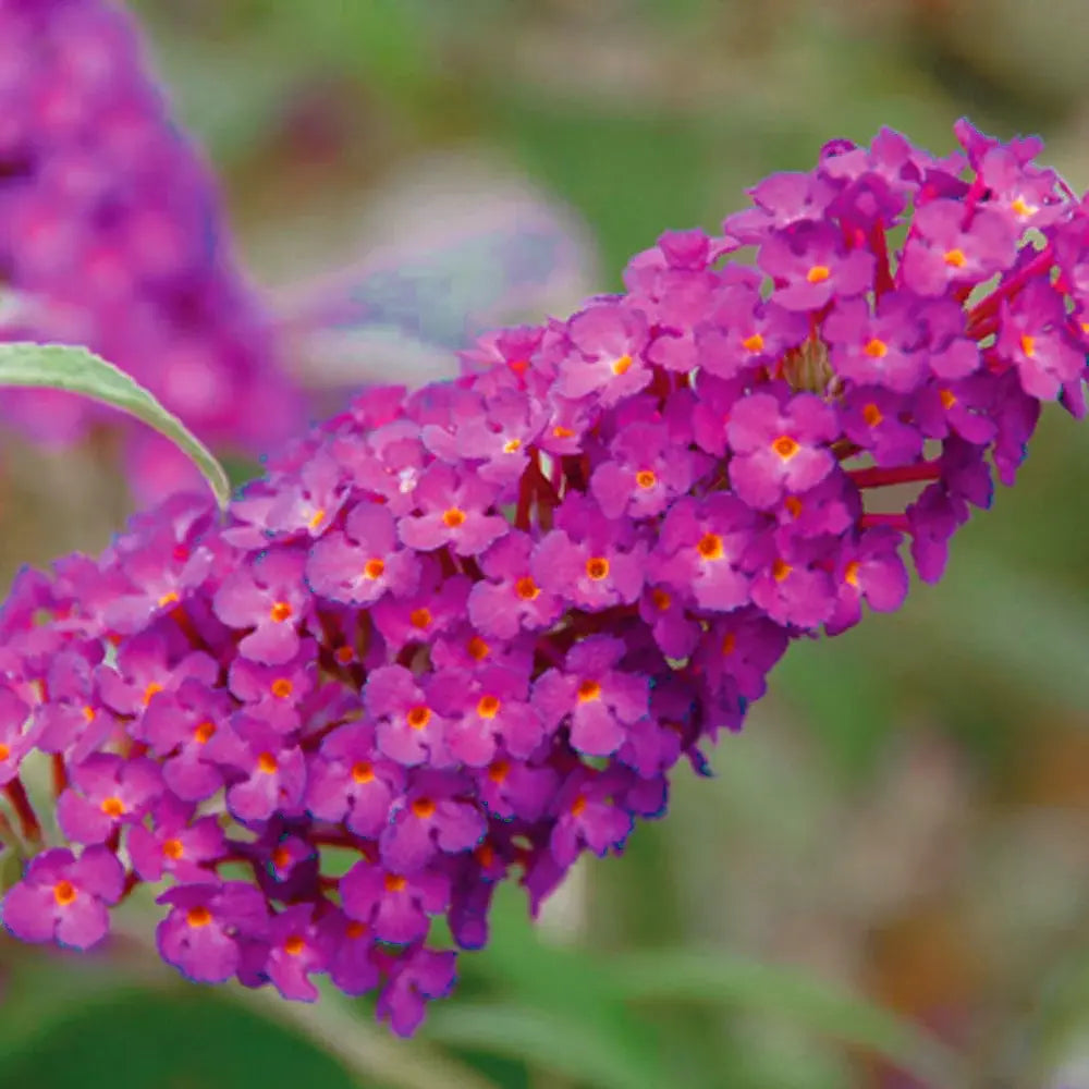 Liliac de vara rosu Buzz Wine (Buddleja), liliac pitic magenta-mov parfumat inflorire lunga rezistent