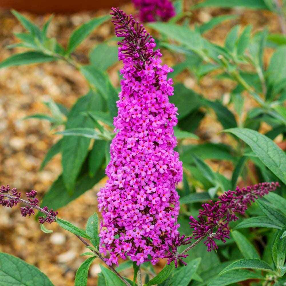 Liliac de vara rosu Buzz Wine (Buddleja), liliac pitic magenta-mov parfumat inflorire lunga rezistent