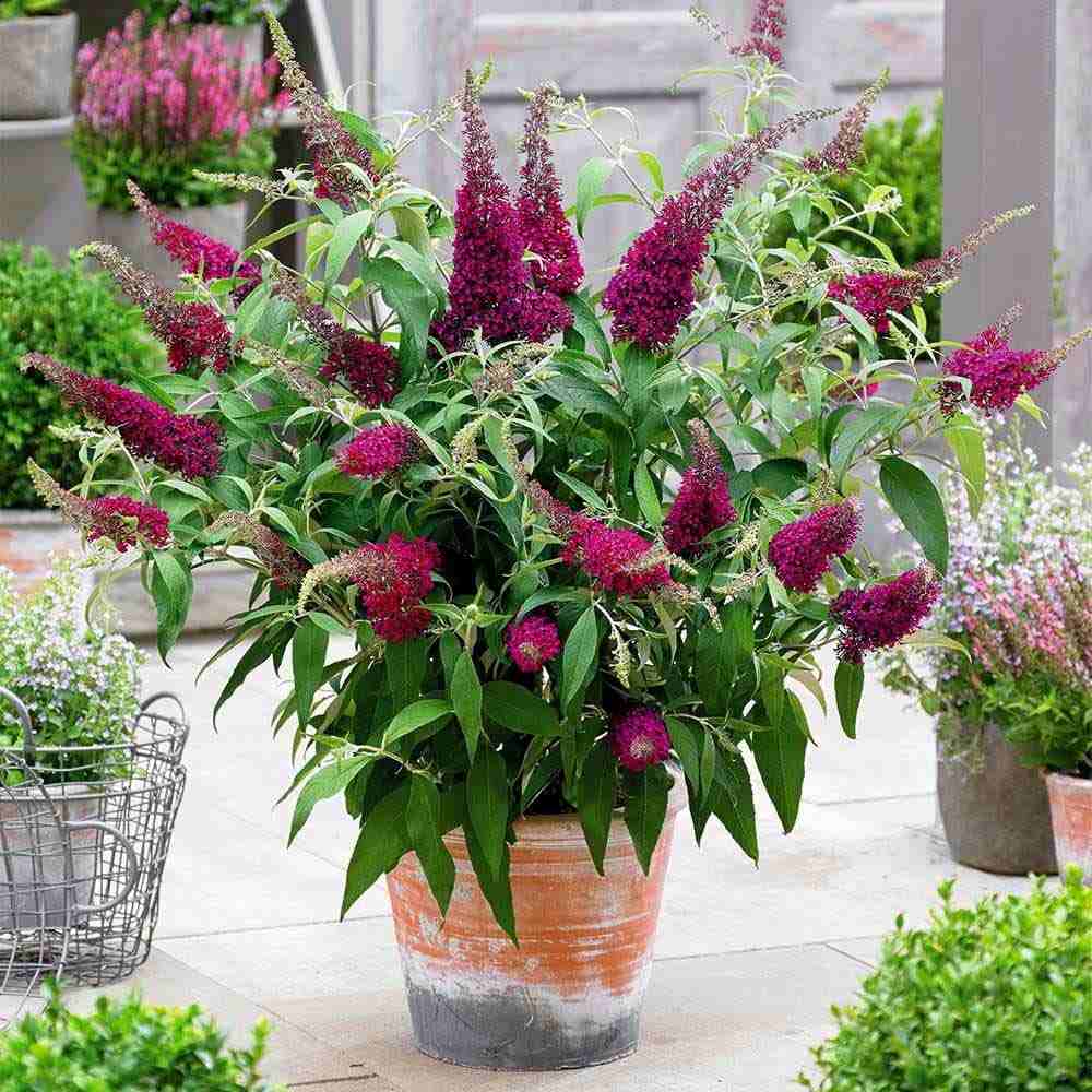 Liliac de vara rosu Buzz Wine (Buddleja), liliac pitic magenta-mov parfumat inflorire lunga rezistent