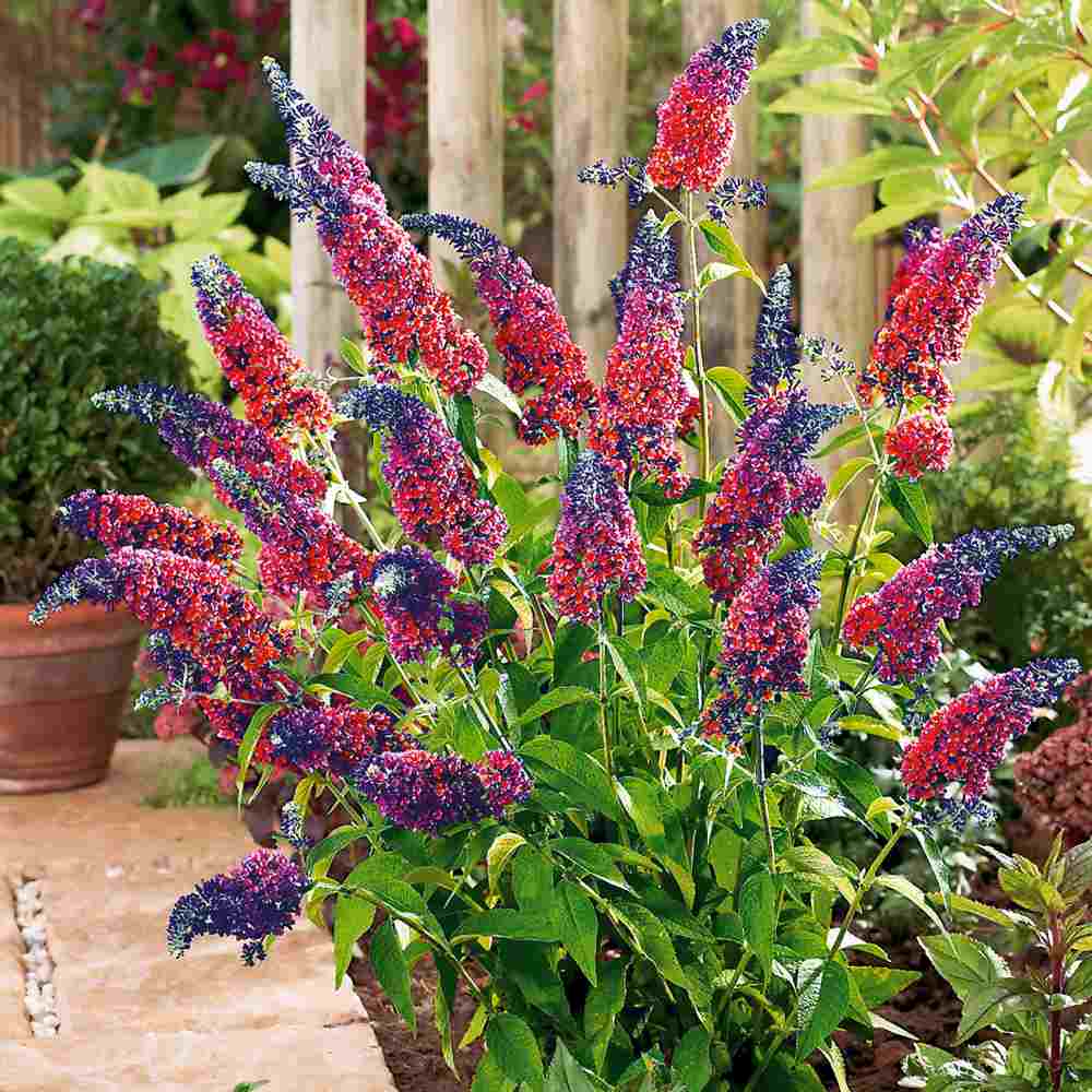 Liliac de Vara Multicolor Flower Power (Buddleja), arbust decorativ cu flori multicolore: portocaliu, galben, violet pe acelasi spic, foarte parfumate, crestere rapida