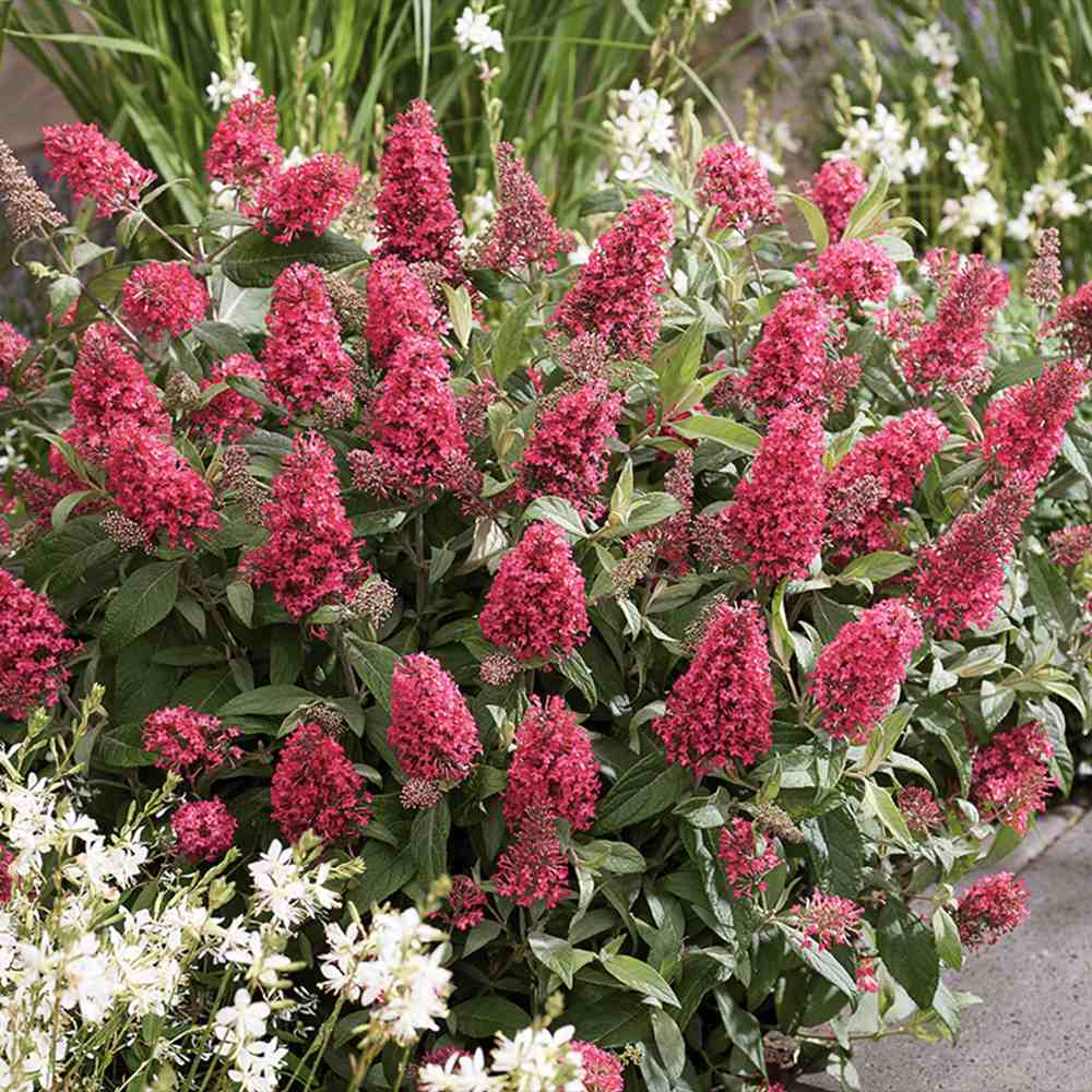 Liliac de Vara Little Bubblegum, flori roz-rosu, compact, parfum placut, inflorire vara