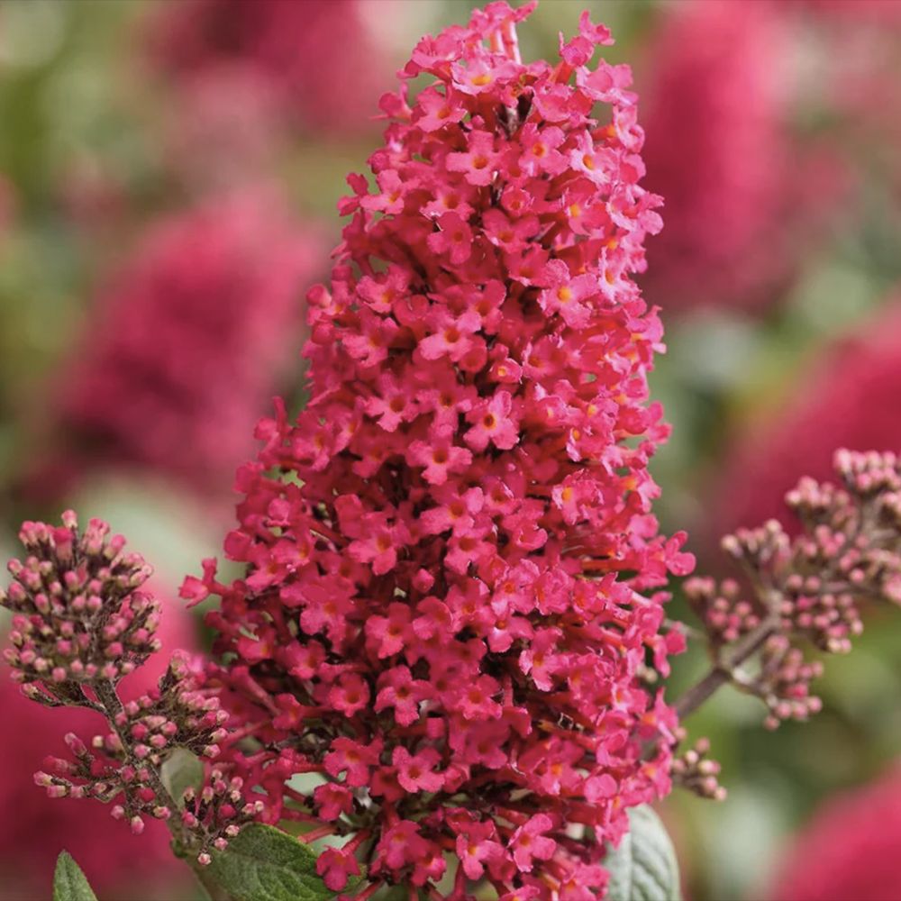 Liliac de Vara Little Bubblegum, flori roz-rosu, compact, parfum placut, inflorire vara