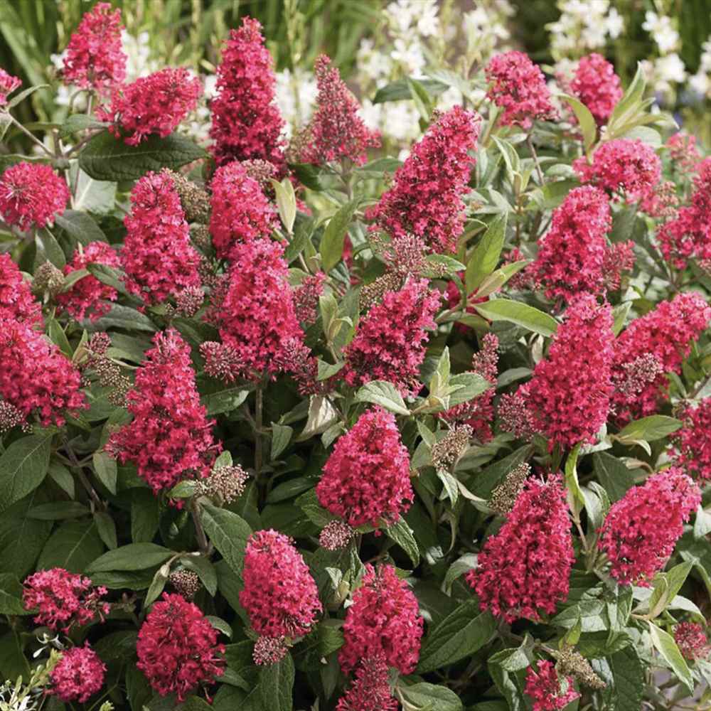 Liliac de Vara Little Bubblegum, flori roz-rosu, compact, parfum placut, inflorire vara