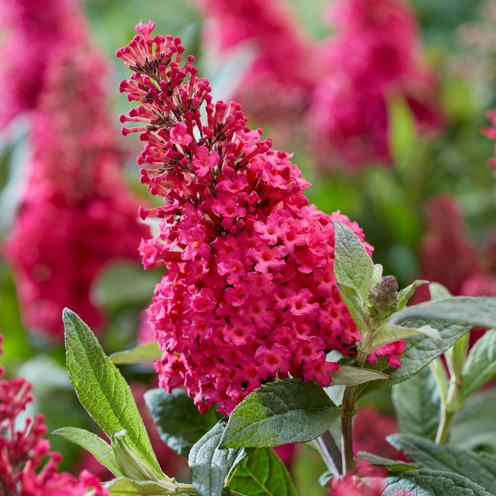 Liliac de vara Pitic Butterfly rosu Candy Little Ruby, flori rubiniu-rosiatice, compact, atrage fluturi