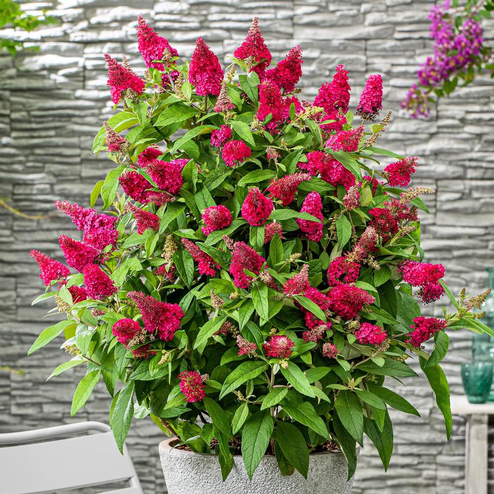 Liliac de vara Pitic Butterfly rosu Candy Little Ruby, flori rubiniu-rosiatice, compact, atrage fluturi