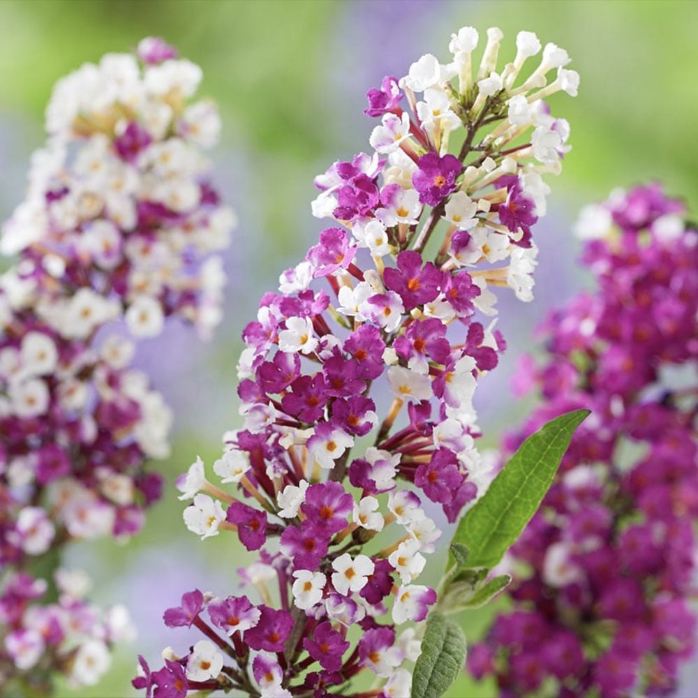 Liliac de Vara Berries And Cream (Buddleja), arbust decorativ cu flori bicolore parfumate alb-violet, atrage fluturi, crestere rapida, iubitor de soare