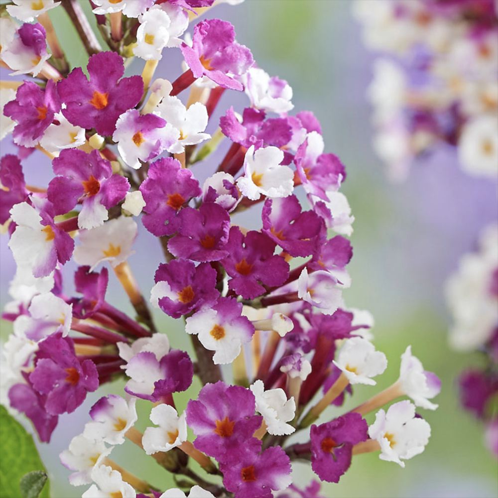 Liliac de Vara Berries And Cream (Buddleja), arbust decorativ cu flori bicolore parfumate alb-violet, atrage fluturi, crestere rapida, iubitor de soare