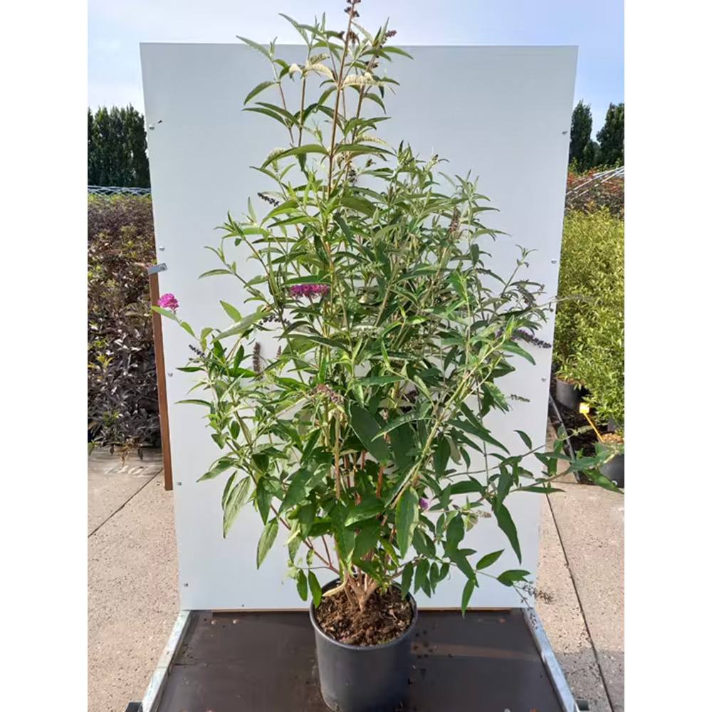 Liliac de Vara Berries And Cream (Buddleja), arbust decorativ cu flori bicolore parfumate alb-violet, atrage fluturi, crestere rapida, iubitor de soare