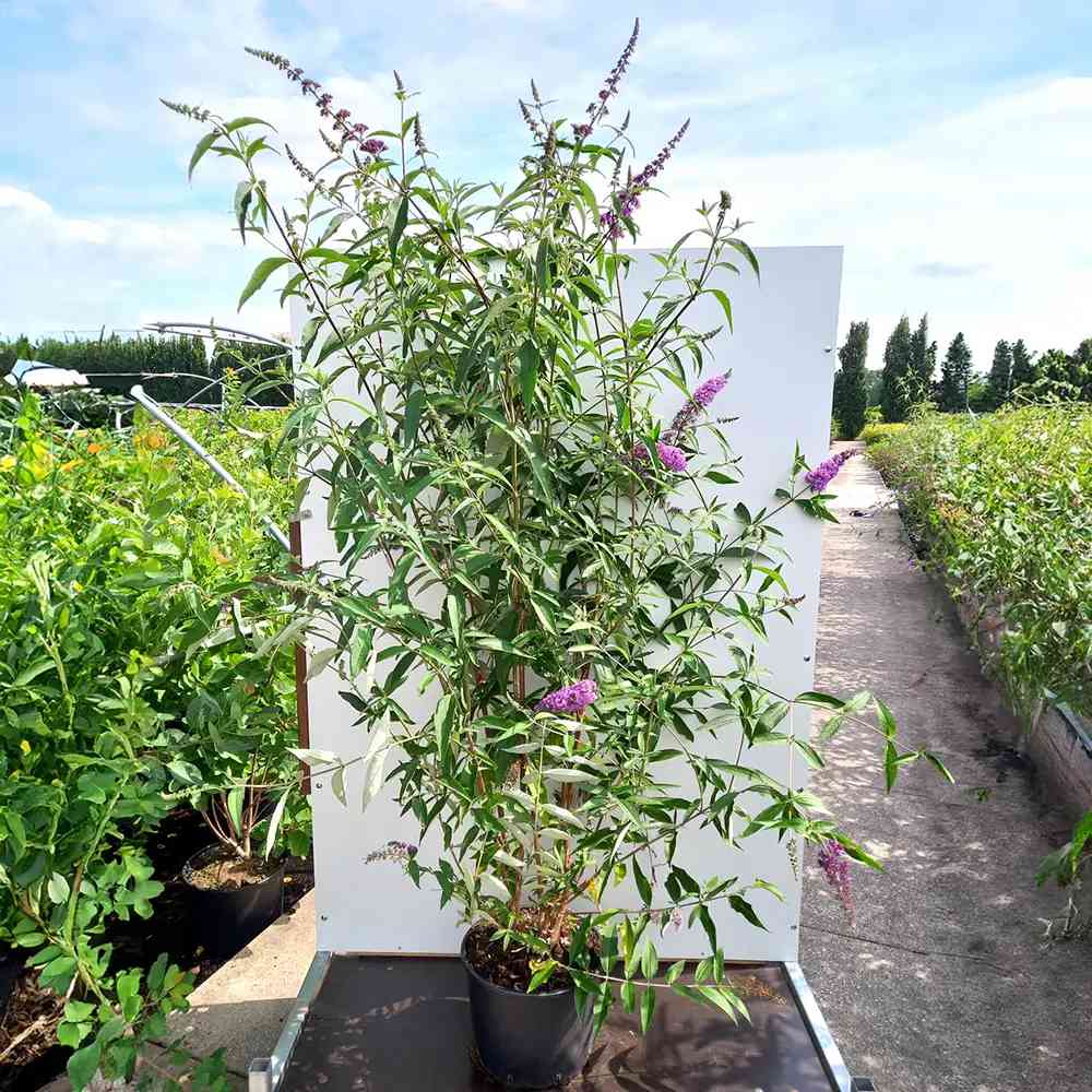 Liliac de vara mov-roz Ile de France (Buddleja), arbust decorativ flori violet parfumate, atrage fluturi,iubitor de soare, crestere rapida