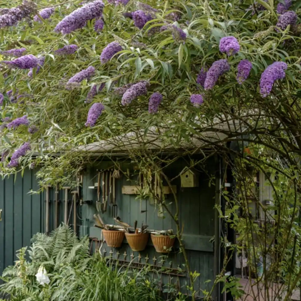 Liliac de Vara albastru Nanho Blue (Buddleja), arbust decorativ cu flori parfumate