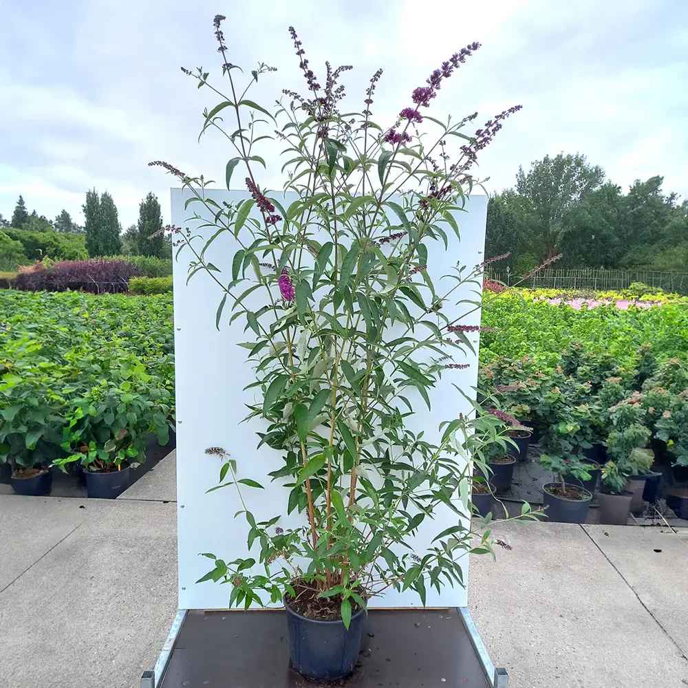 Liliac de Vara rosu Royal Red (Buddleja, arbust decorativ cu flori rosu-purpuriu parfumate, atrage fluturi, crestere rapida,