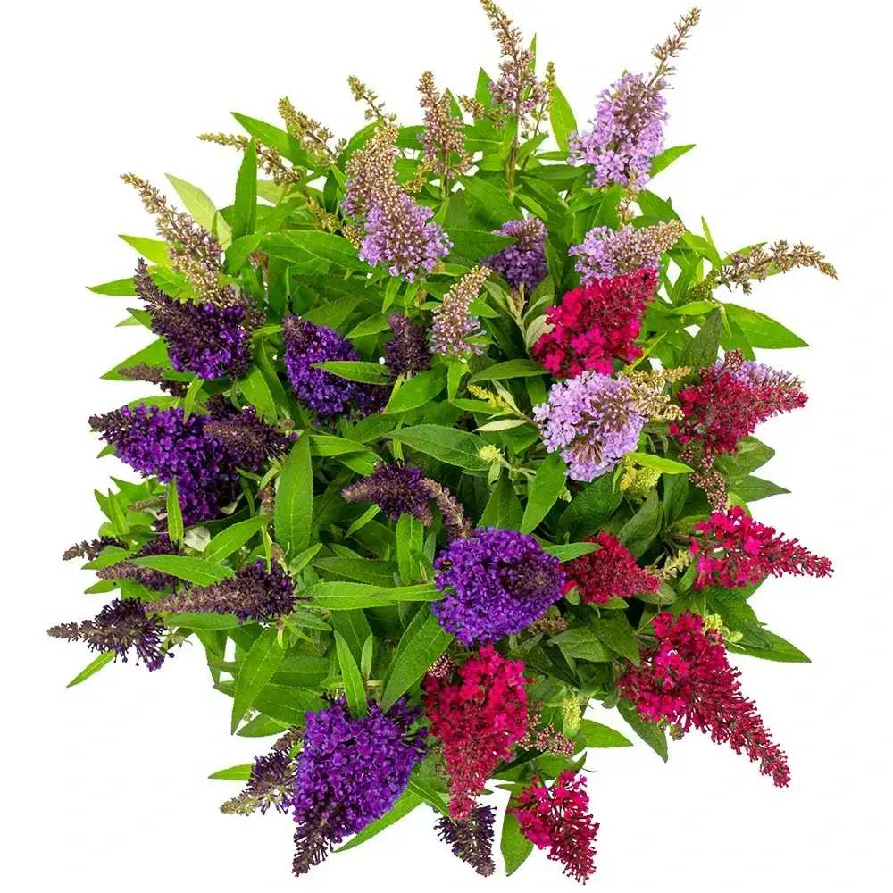Liliac de Vara Tricolor Butterfly Candy Festival (Buddleja), cu flori parfumate intens in trei culori diferite, alb roz mov, planta pentru fluturi, ghiveci sau gradina