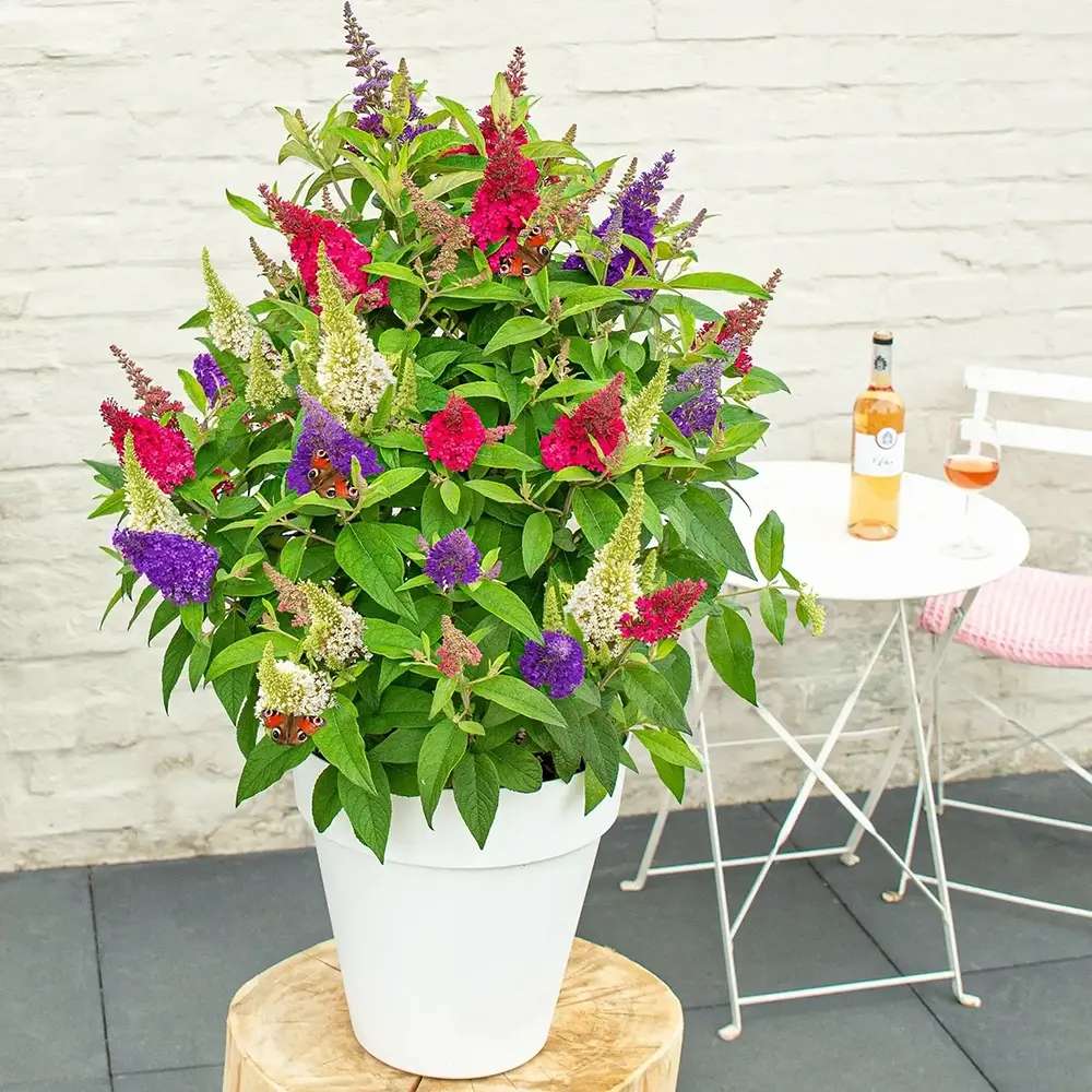 Liliac de Vara Tricolor Butterfly Candy Festival (Buddleja), cu flori parfumate intens in trei culori diferite, alb roz mov, planta pentru fluturi, ghiveci sau gradina