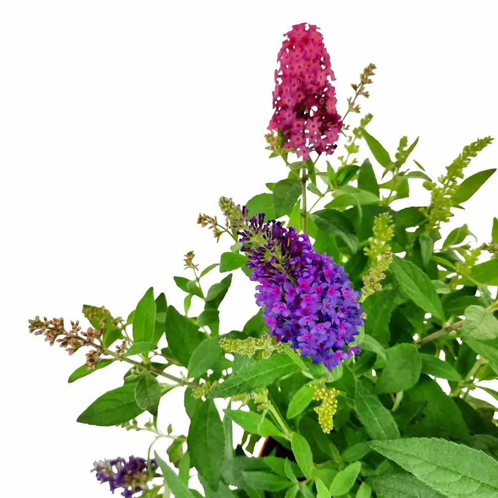 Liliac de Vara Tricolor Butterfly Candy Festival (Buddleja), cu flori parfumate intens in trei culori diferite, alb roz mov, planta pentru fluturi, ghiveci sau gradina