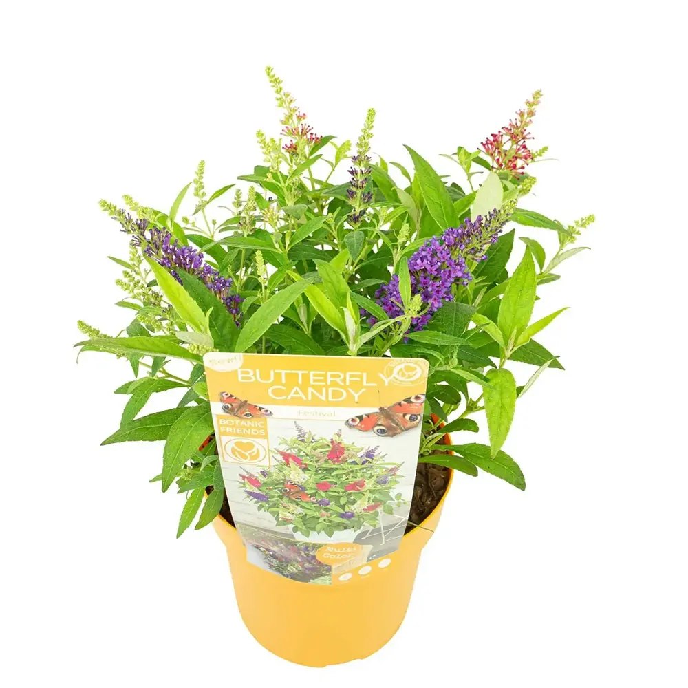 Liliac de Vara Tricolor Butterfly Candy Festival (Buddleja), cu flori parfumate intens in trei culori diferite, alb roz mov, planta pentru fluturi, ghiveci sau gradina