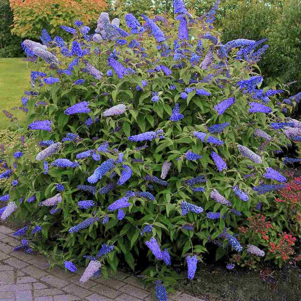 Liliac de Vara Empire Blue (Buddleja, arbust decorativ cu flori parfumate albastre-violet, crestere rapida, iubitor de soare