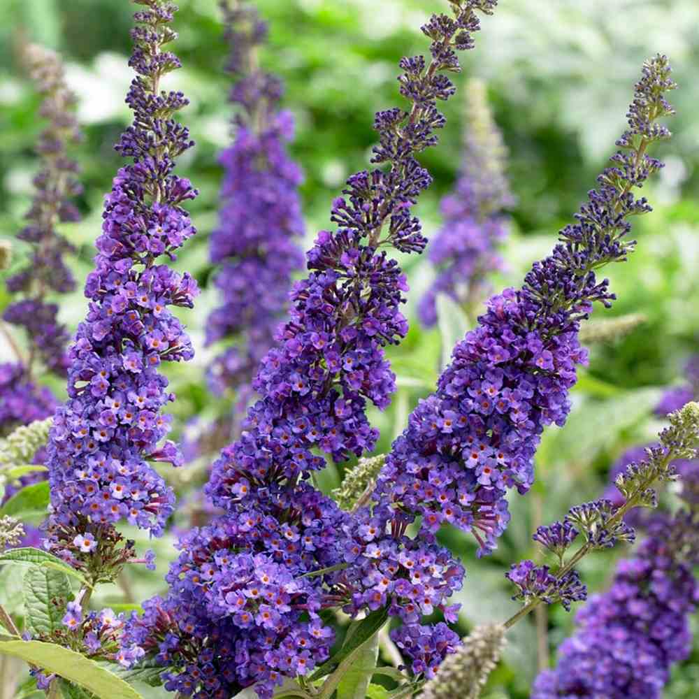 Liliac de Vara Empire Blue (Buddleja, arbust decorativ cu flori parfumate albastre-violet, crestere rapida, iubitor de soare