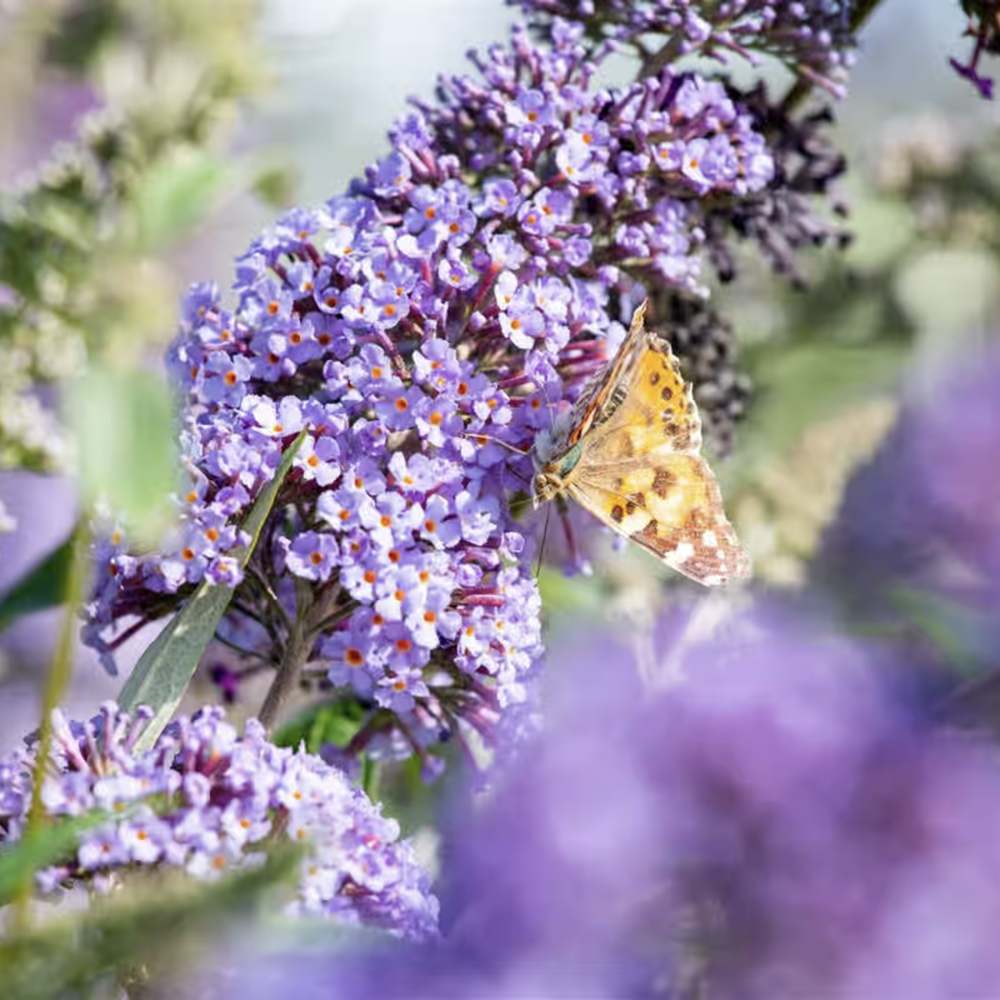 Liliac de Vara Empire Blue (Buddleja, arbust decorativ cu flori parfumate albastre-violet, crestere rapida, iubitor de soare