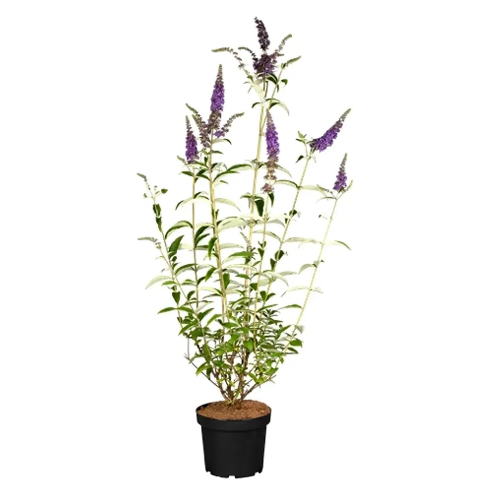Liliac de Vara Empire Blue (Buddleja, arbust decorativ cu flori parfumate albastre-violet, crestere rapida, iubitor de soare