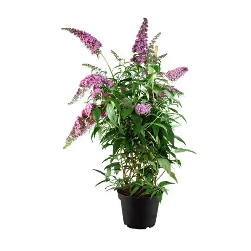 Liliacul de Vara roz Pink Delight (Buddleja), arbust decorativ cu flori roz parfumate, atrage fluturi, crestere rapida, iubitor de soare