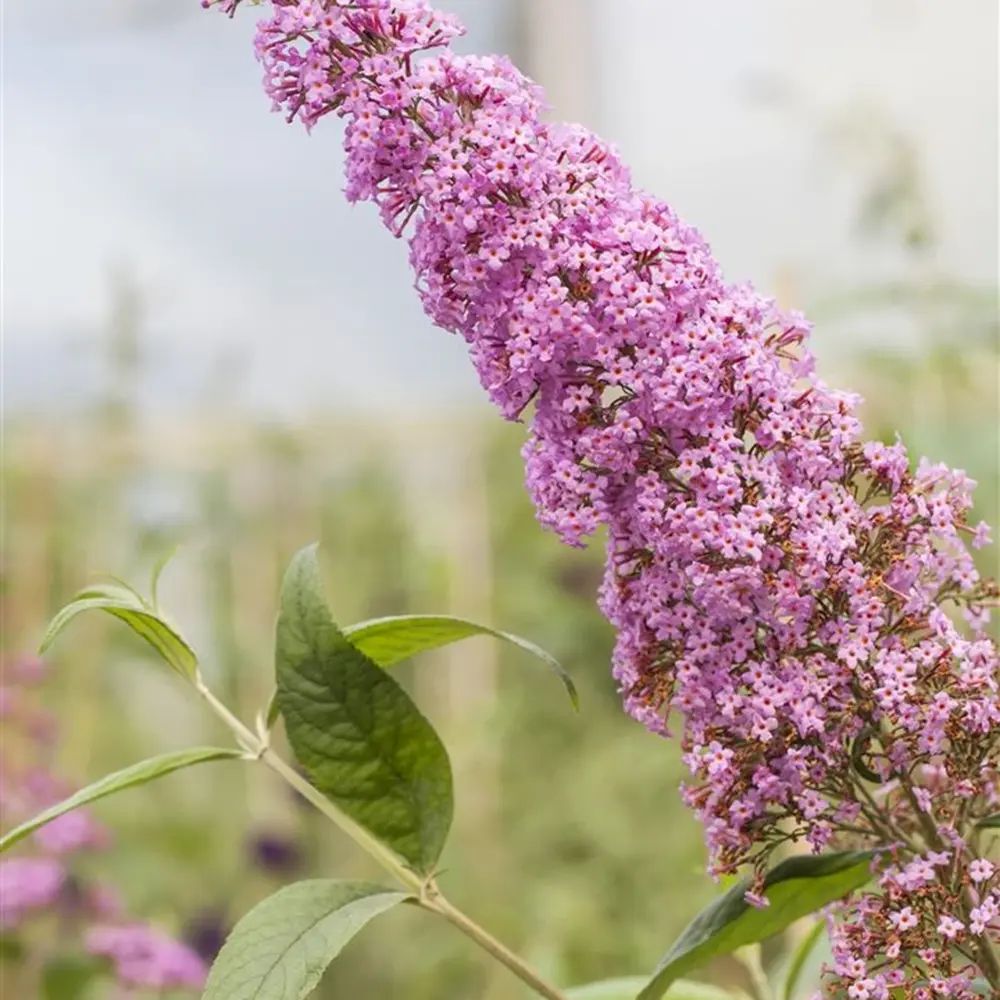 Liliacul de Vara roz Pink Delight (Buddleja), arbust decorativ cu flori roz parfumate, atrage fluturi, crestere rapida, iubitor de soare