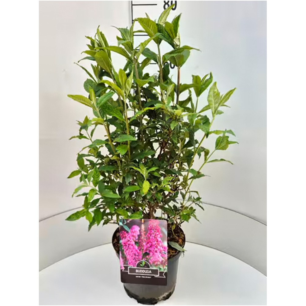 Liliacul de Vara roz Pink Delight (Buddleja), arbust decorativ cu flori roz parfumate, atrage fluturi, crestere rapida, iubitor de soare