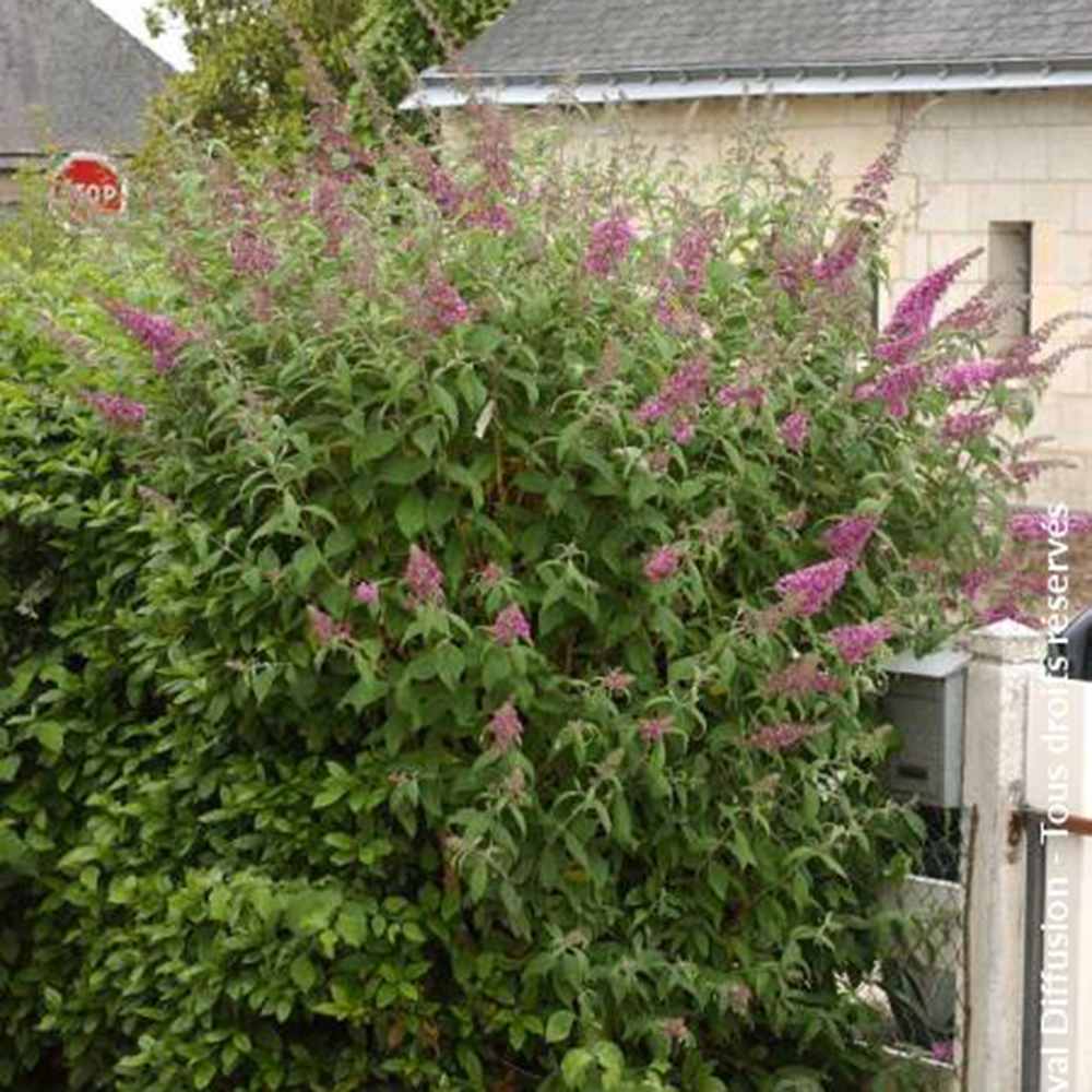 Liliacul de Vara roz Pink Delight (Buddleja), arbust decorativ cu flori roz parfumate, atrage fluturi, crestere rapida, iubitor de soare