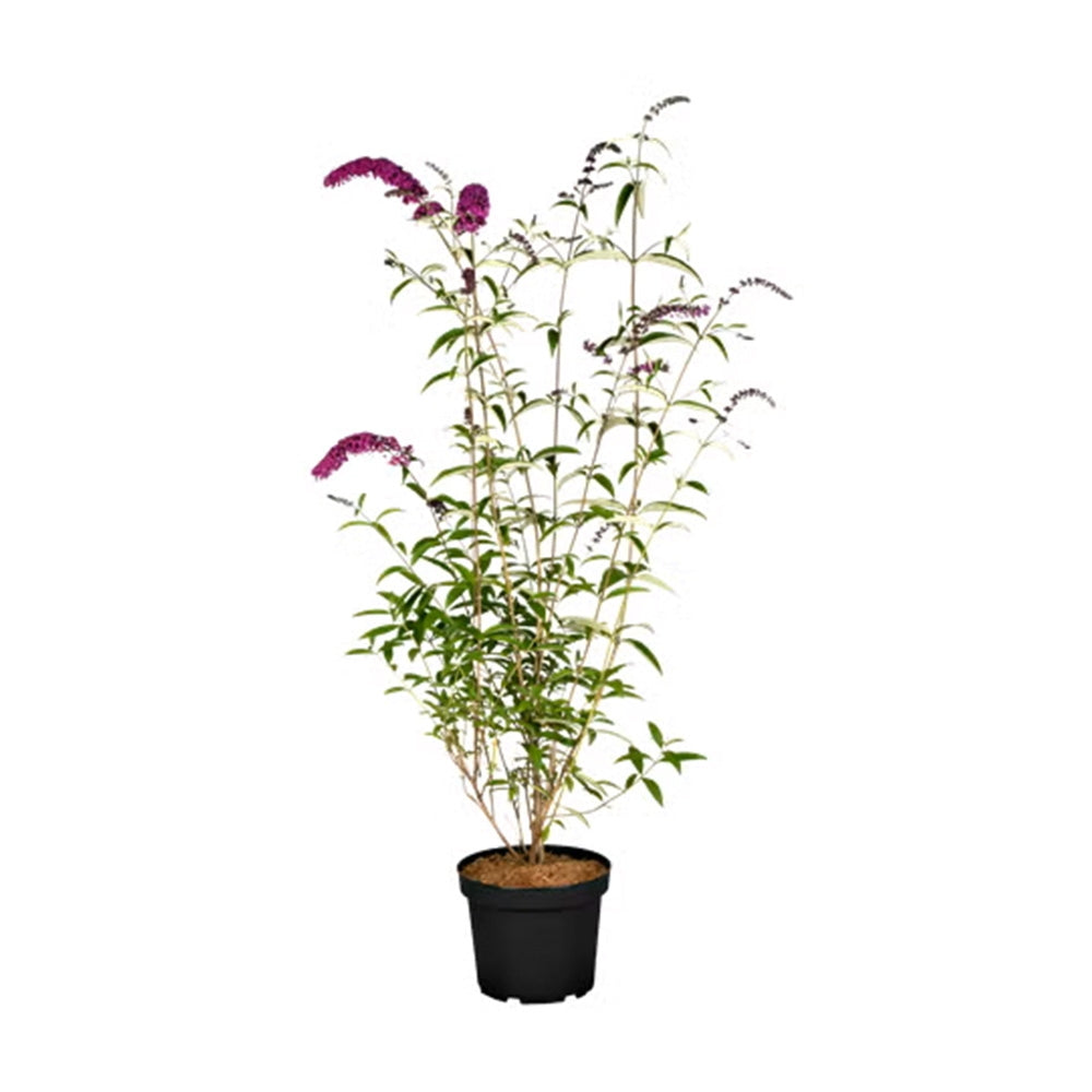 Liliacul de Vara roz Pink Delight (Buddleja), arbust decorativ cu flori roz parfumate, atrage fluturi, crestere rapida, iubitor de soare