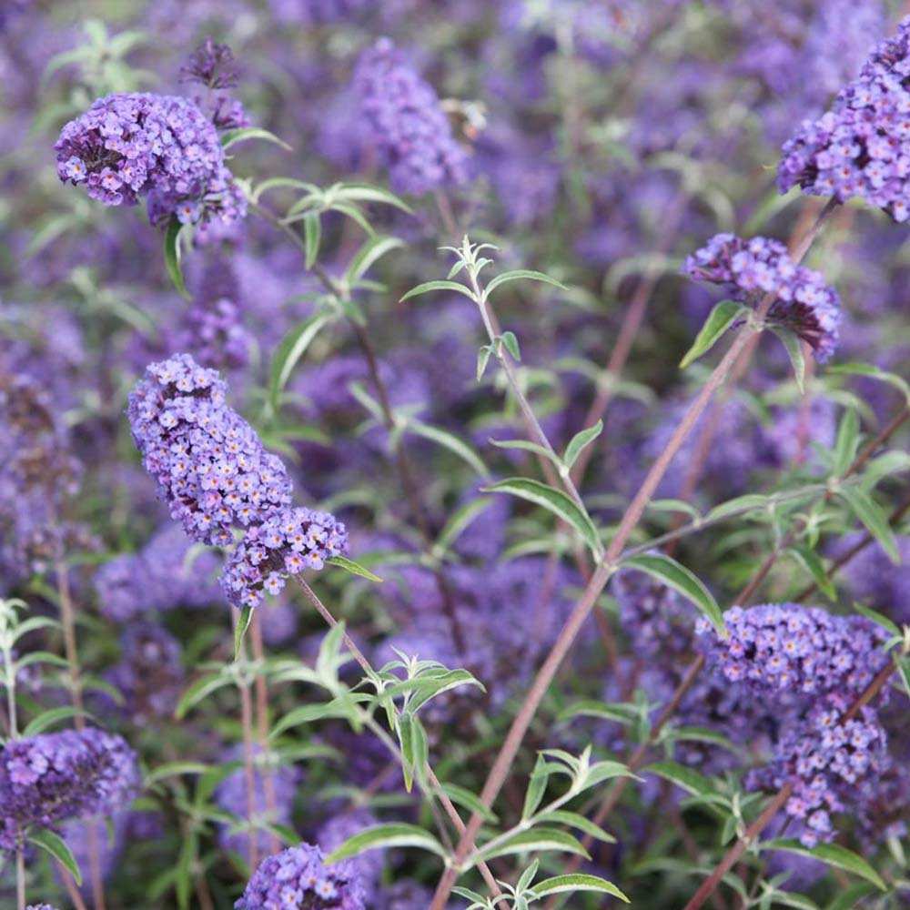 Liliac de Vara albastru Nanho Blue (Buddleja), arbust decorativ cu flori parfumate