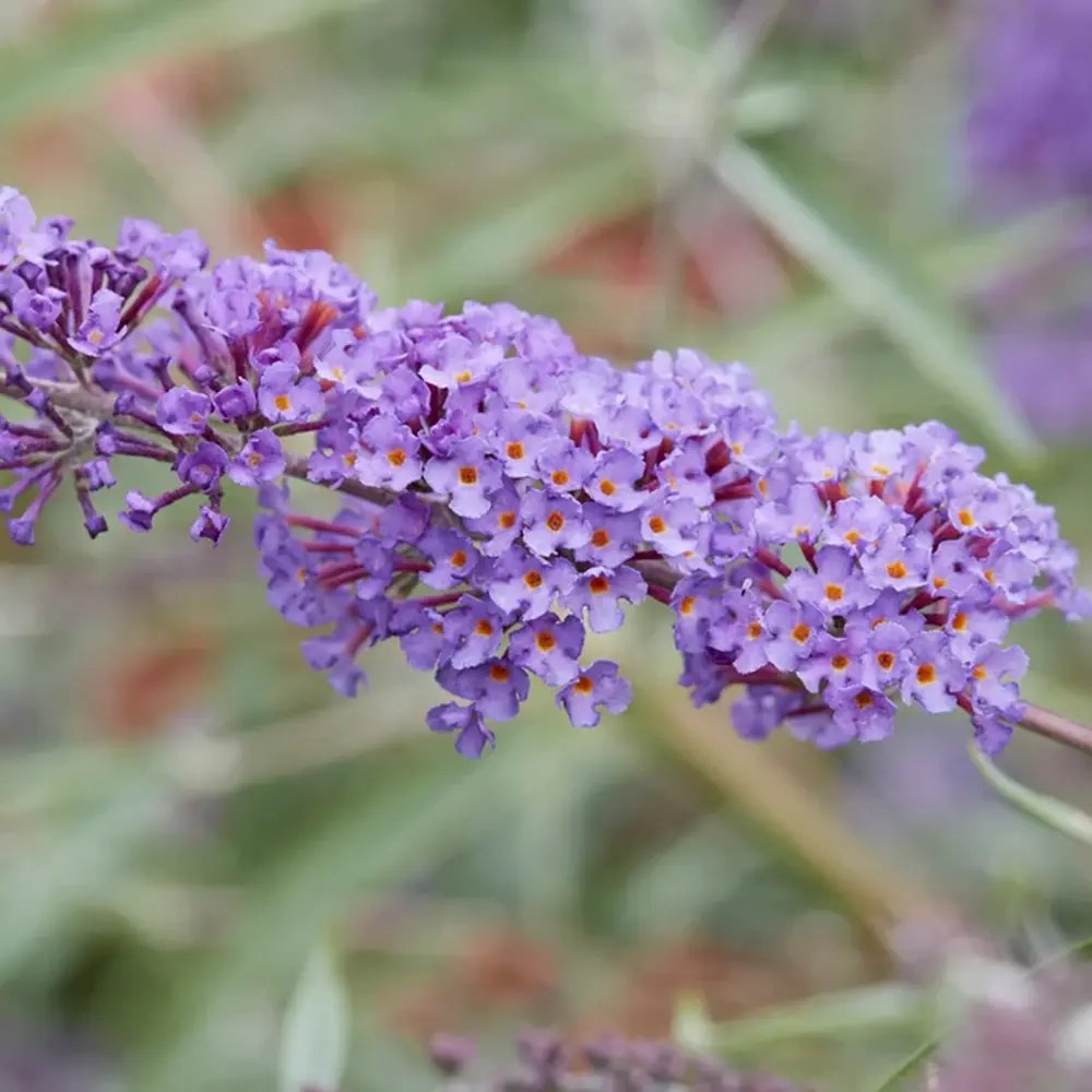Liliac de Vara mov-liliachii Nanhoensis (Buddleja), arbust decorativ cu flori parfumate