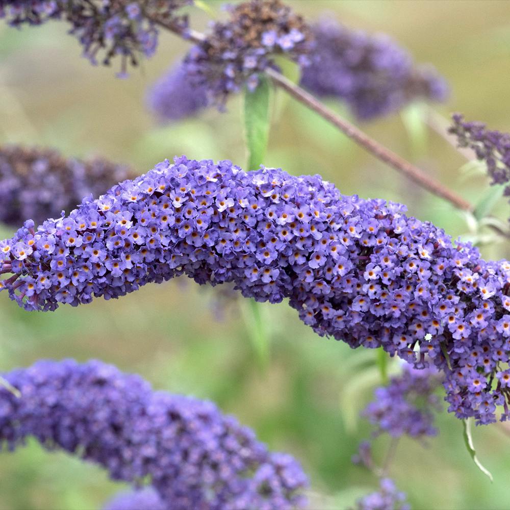 Liliac de Vara mov-liliachii Nanhoensis (Buddleja), arbust decorativ cu flori parfumate