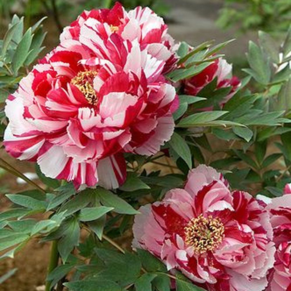 Bujor Copac Bicolor (Paeonia suffruticosa) cu roz si alb, planta perena de gradina, inflorire spectaculoasa si parfum delicat, inradacinat in ghiveci