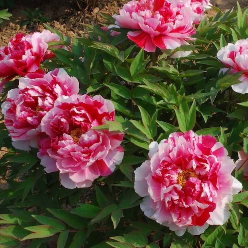 Bujor Copac Bicolor (Paeonia suffruticosa) cu roz si alb, planta perena de gradina, inflorire spectaculoasa si parfum delicat, inradacinat in ghiveci