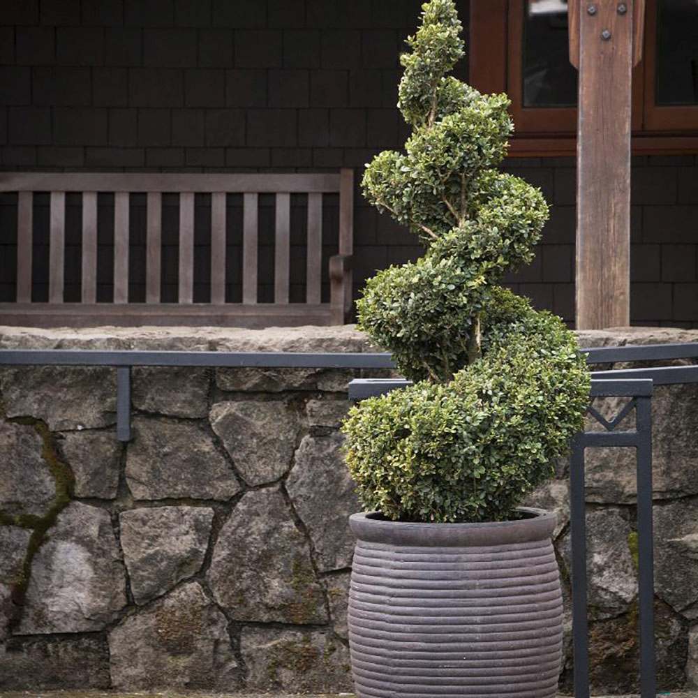 Buxus Sempervirens (Cimisir) Spiral