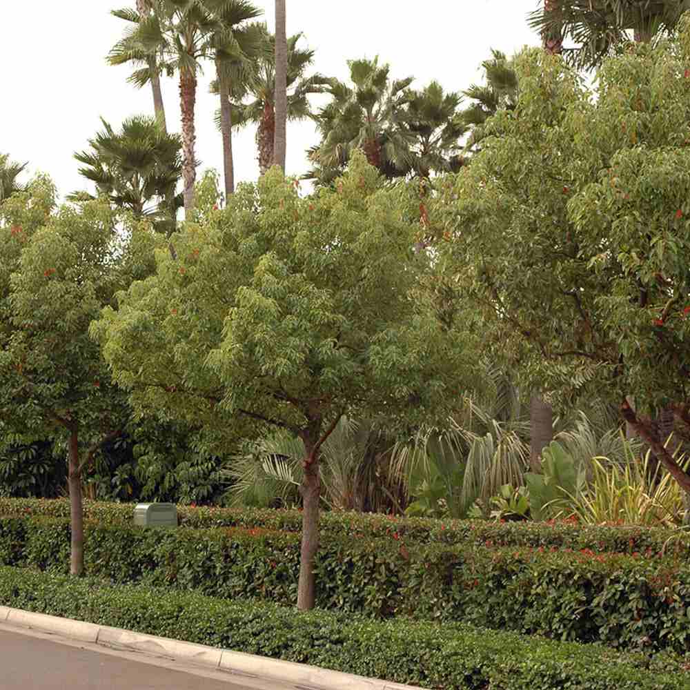 Copac de scortisoara (Cinnamomum camphora), parfum puternic, crestere rapida, frunzis persistent