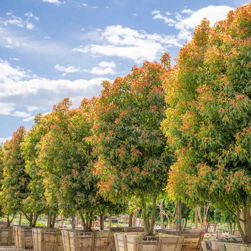 Copac de scortisoara (Cinnamomum camphora), parfum puternic, crestere rapida, frunzis persistent