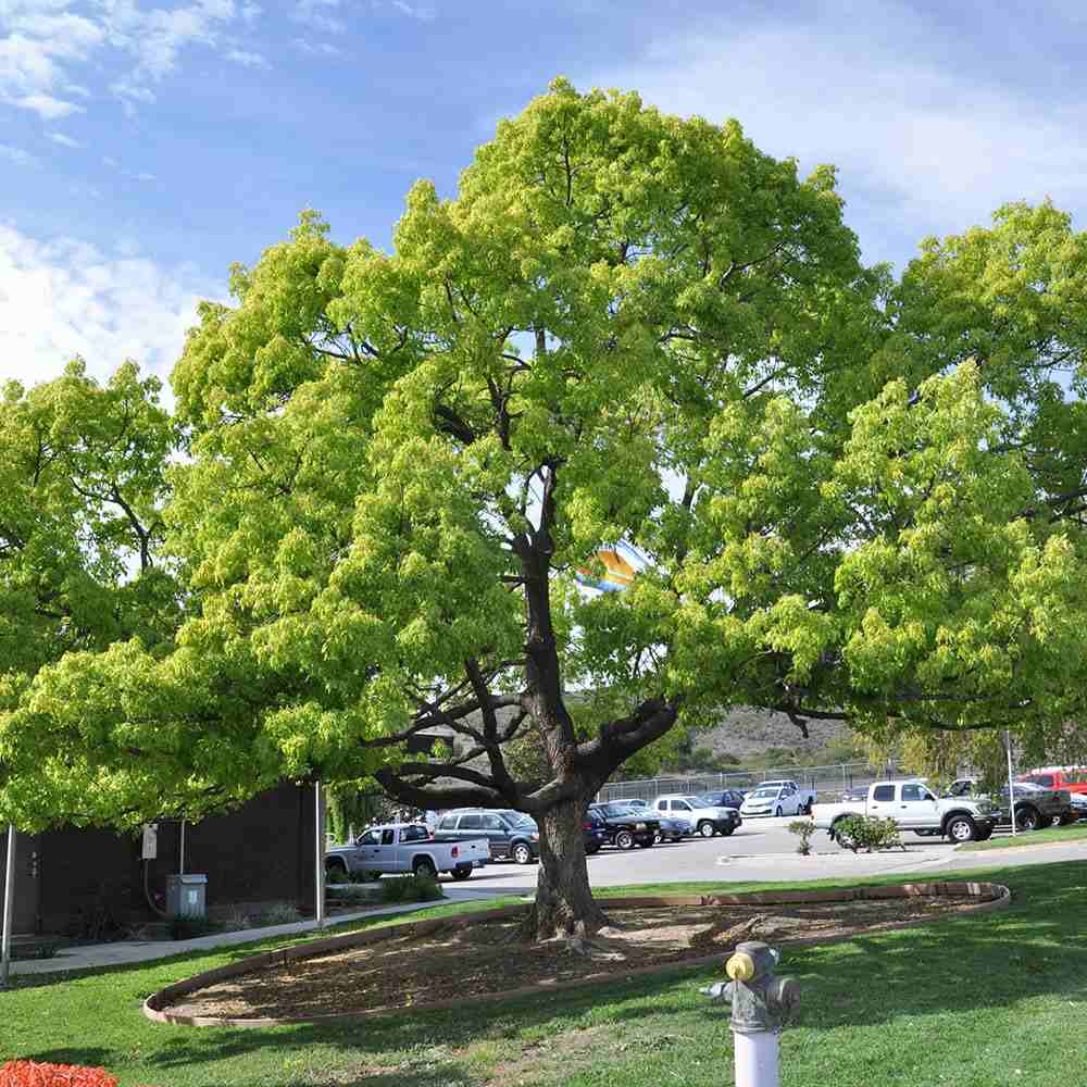 Copac de scortisoara (Cinnamomum camphora), parfum puternic, crestere rapida, frunzis persistent