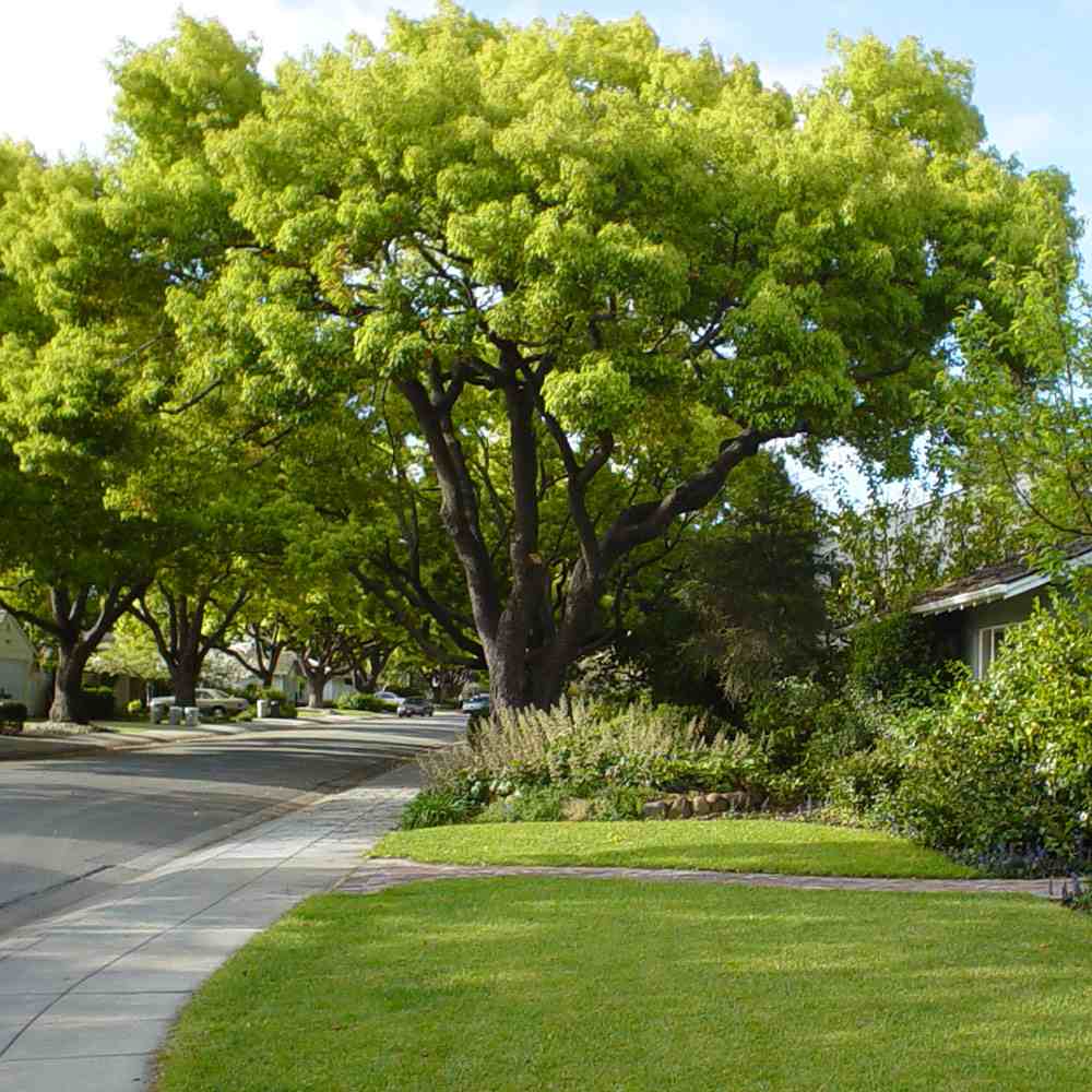 Copac de scortisoara (Cinnamomum camphora), parfum puternic, crestere rapida, frunzis persistent