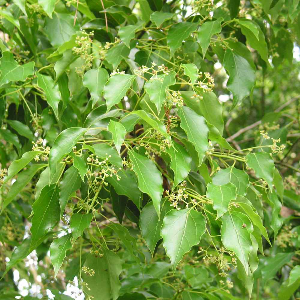 Copac de scortisoara (Cinnamomum camphora), parfum puternic, crestere rapida, frunzis persistent