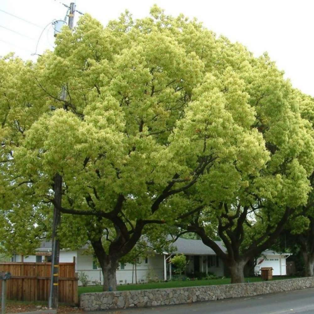 Copac de scortisoara (Cinnamomum camphora), parfum puternic, crestere rapida, frunzis persistent