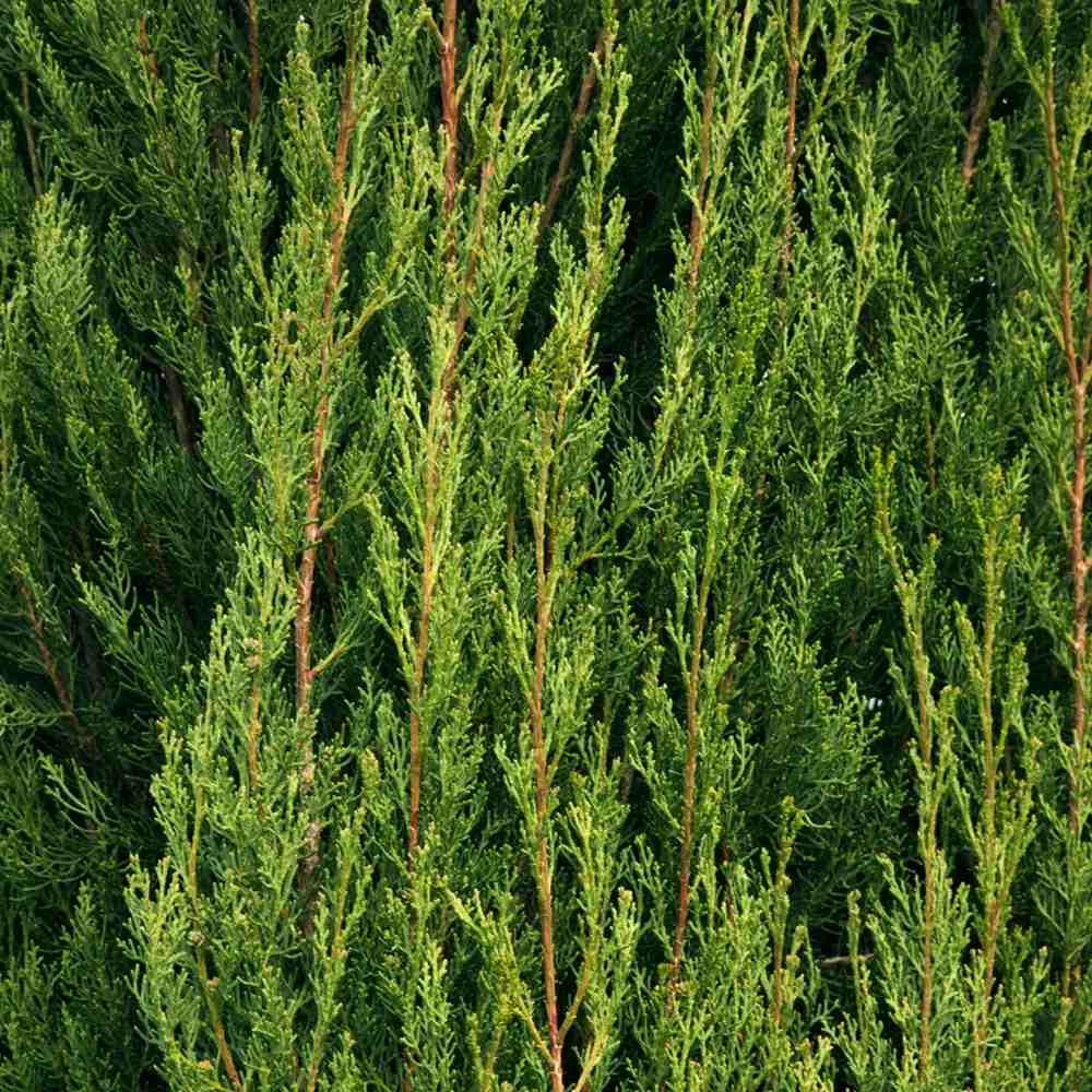 Chiparos Italian Agrimed, conifer columnar mediteranean, vesnic verde, rezistent la seceta si frig moderat, potrivit pentru ghiveci, alee, poarta, decor mediteranean