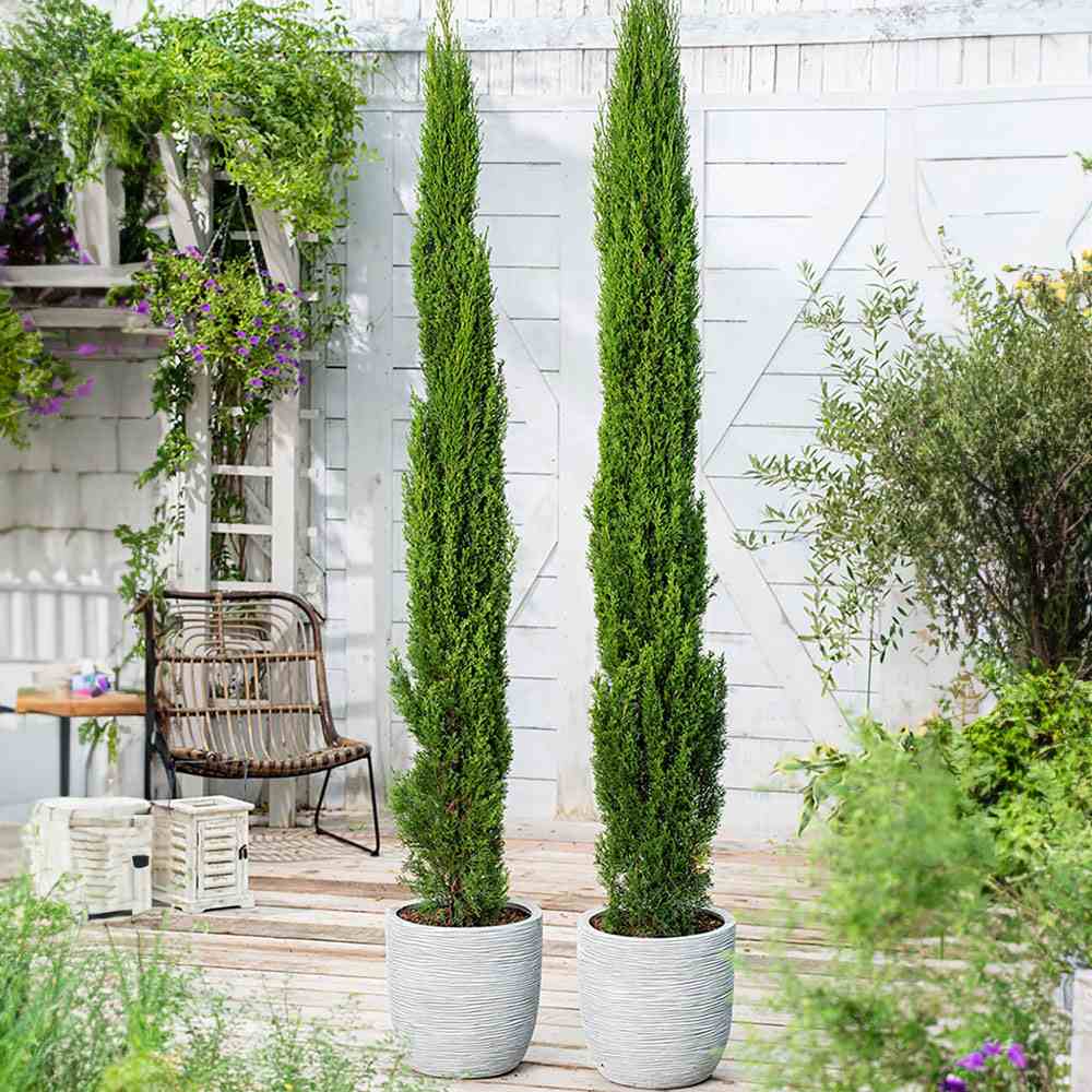 Chiparos Italian Agrimed, conifer columnar mediteranean, vesnic verde, rezistent la seceta si frig moderat, potrivit pentru ghiveci, alee, poarta, decor mediteranean