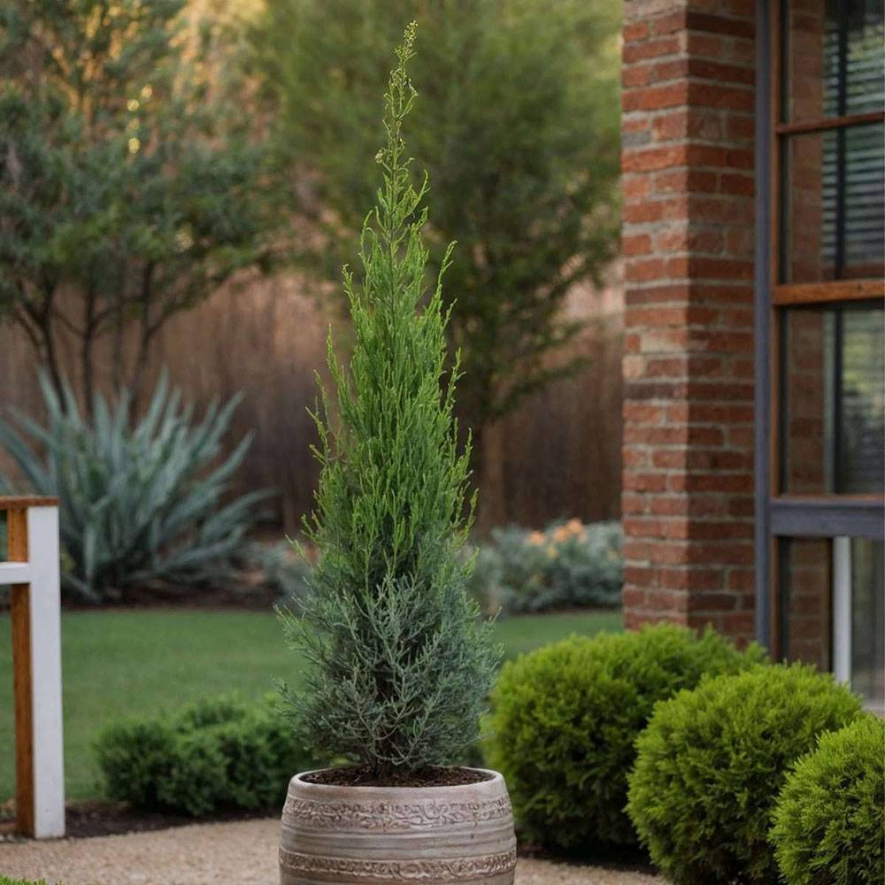 Chiparos Italian Bolgheri, conifer columnar mediteranean, vesnic verde, rezistent la seceta si frig moderat, potrivit pentru ghiveci, alee, poarta, decor mediteranean