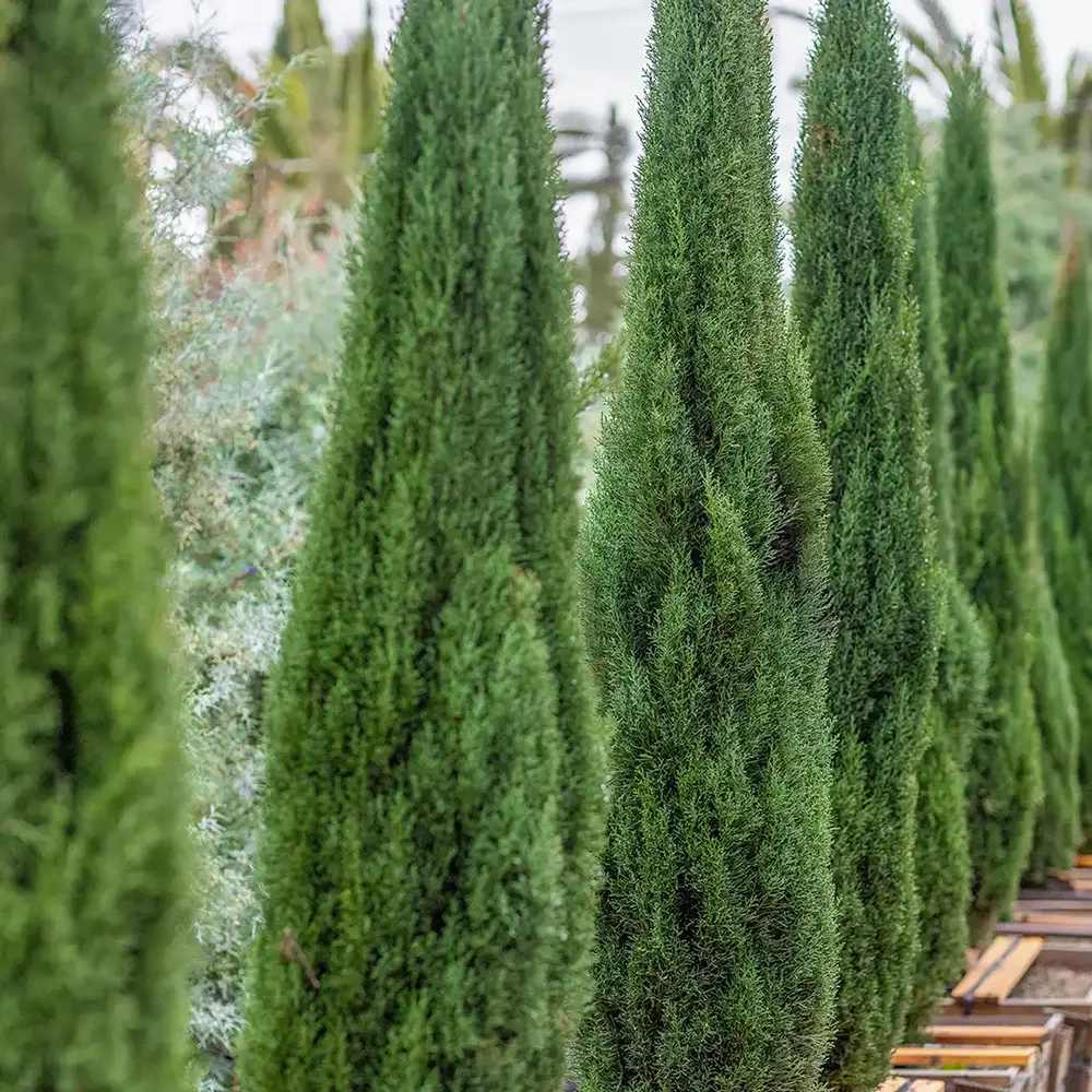 Chiparos Italian Bolgheri, conifer columnar mediteranean, vesnic verde, rezistent la seceta si frig moderat, potrivit pentru ghiveci, alee, poarta, decor mediteranean