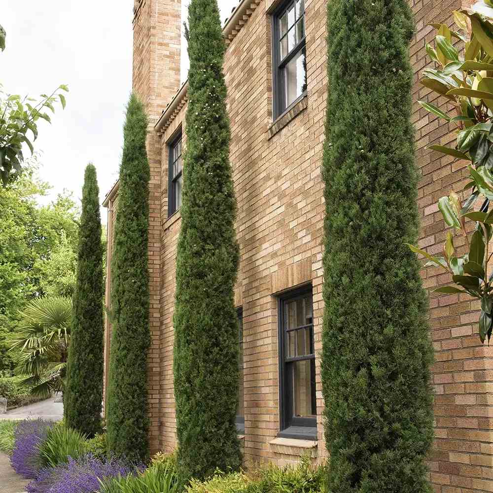 Chiparos Italian Bolgheri, conifer columnar mediteranean, vesnic verde, rezistent la seceta si frig moderat, potrivit pentru ghiveci, alee, poarta, decor mediteranean