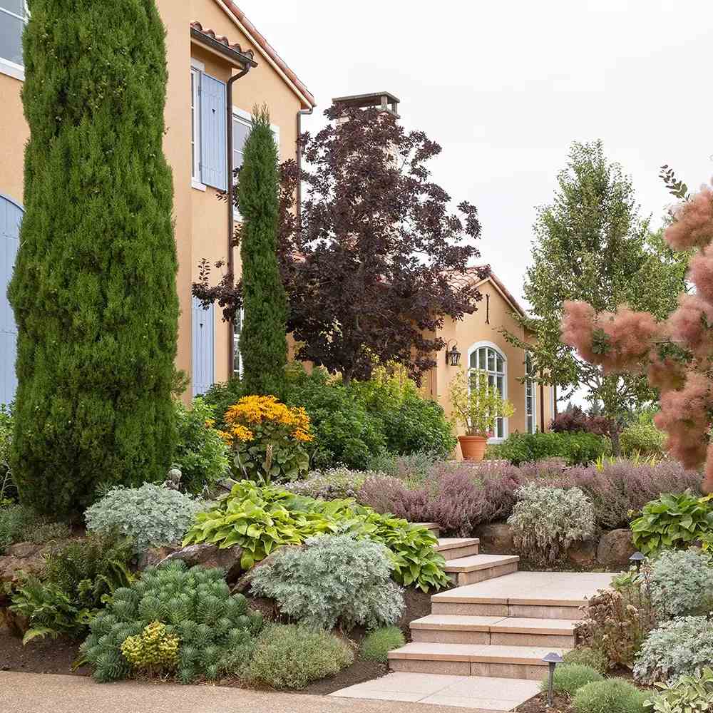 Chiparos Italian Bolgheri, conifer columnar mediteranean, vesnic verde, rezistent la seceta si frig moderat, potrivit pentru ghiveci, alee, poarta, decor mediteranean